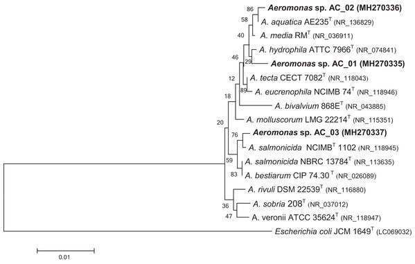 Phylogenetic tree for novel Aeromonas sp. AC_01, AC_02, and AC_03 strains.