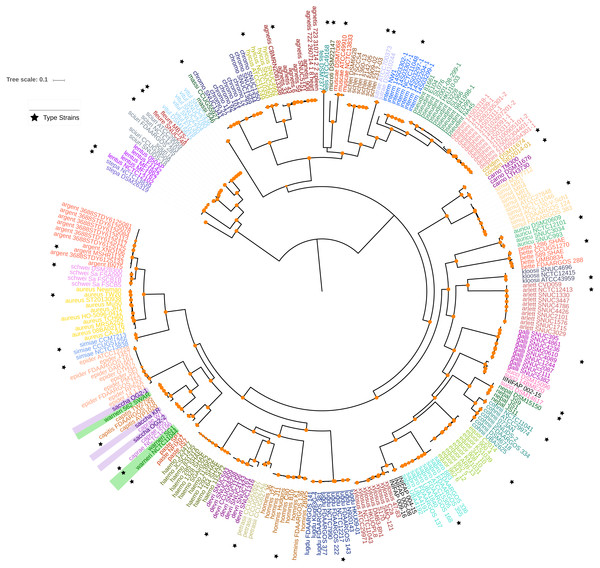 Maximum likelihood phylogenetic tree based on the super alignment of the orthologous groups.