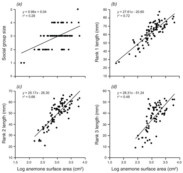 Relationships between log anemone surface area and (A) social group size, (B) rank 1 length, (C) rank 2 length, (D) rank 3 length.