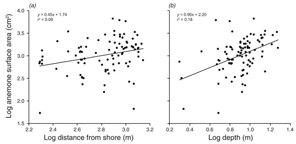 Relationships between log anemone surface area and (A) log distance from shore, and (B) log depth.