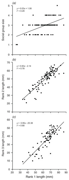 Relationships between the length of the rank 1 individual and (A) social group size, (B) rank 2 length, (C) rank 3 length.