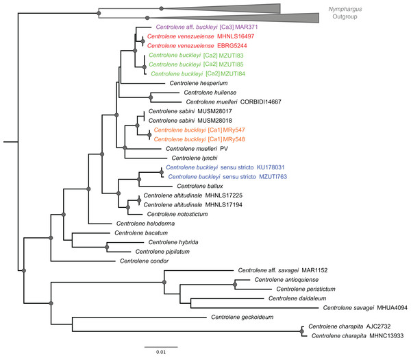 ML tree depicting phylogenetic relationships of species of the genus Centrolene based on the concatenated dataset of 12S + 16S sequences.