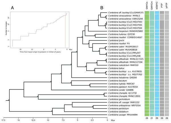 Maximum clade credibility of DNA sequences of glassfrogs of the genus Centrolene based on mitochondrial DNA (12S and 16S) showing a comparison of the results of distinct species delimitation methods (see text for details).