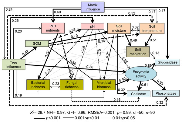 Path diagrams representing hypothesized causal relationships among the tree influence (proxy by tree size), biotic and abiotic variables, soil respiration and soil enzymatic activity (indicated by β-glucosidase, chitinase, and phosphatase).