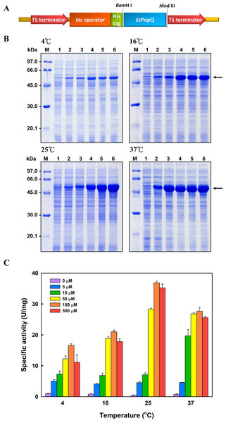 Analyses of the soluble proteins and specific activity of E. coli M15 (pQE-EcPepQ) under a specific condition.