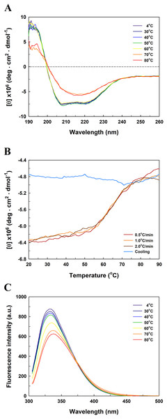 Far-UV CD and intrinsic tryptophan fluorescence spectra of EcPepQ.