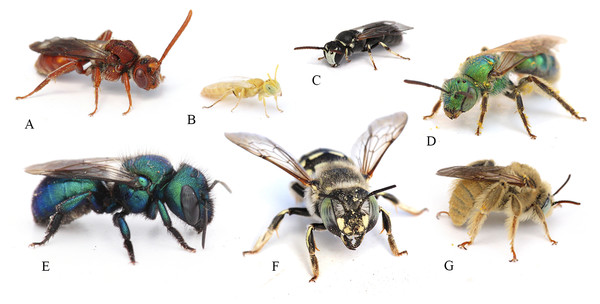 Examples of some of the bee genera found in Grand Staircase-Escalante National Monument.