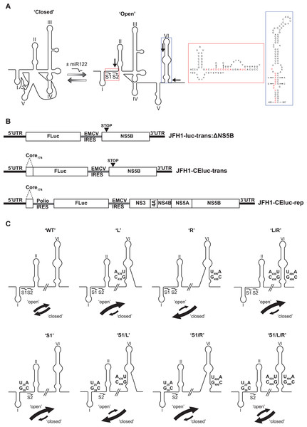 Schematics of RNA structures and templates used.