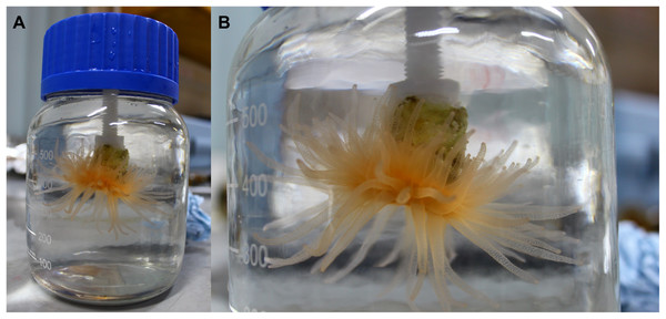 Coral in the laboratory at the end of an incubation.