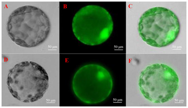 Determination of subcellular localization of ScGloI in tobacco (Nicotiana benthamiana) protoplasts under a fluorescence microscopy.