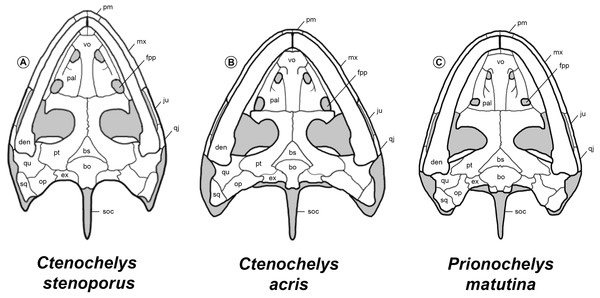 Comparison of the skulls of Ctenochelys and Prionochelys in ventral view.