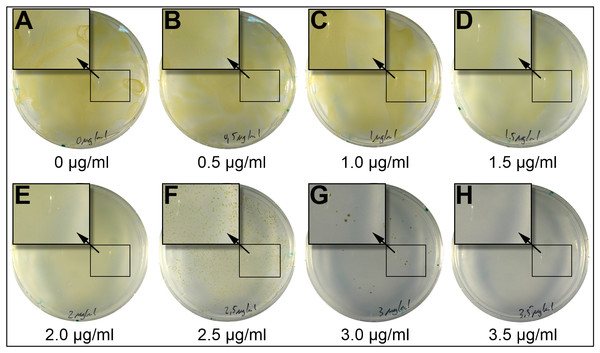 Incubation of P. tricornutum on plates containing different concentrations of blasticidin-S.