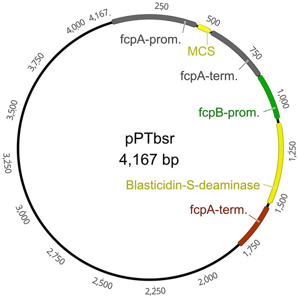 Plasmid map of the vector pPTbsr.