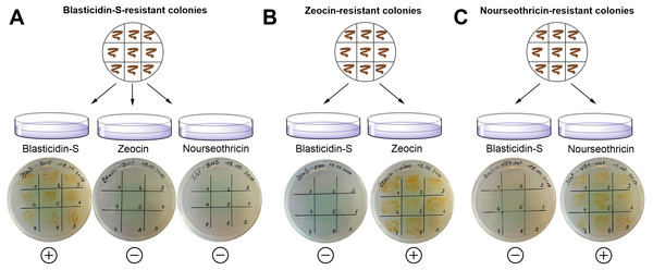 Exclusion of potential interference between different resistance genes using strains showing either Zeocin, nourseothricin or blasticidin-S resistance.