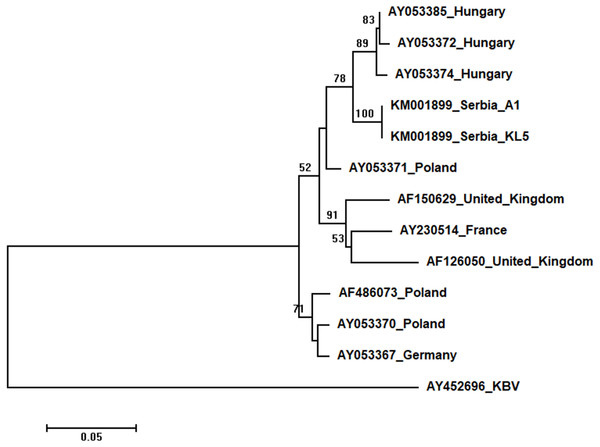 Neighbour-Joining tree of studied ABPV sequences.