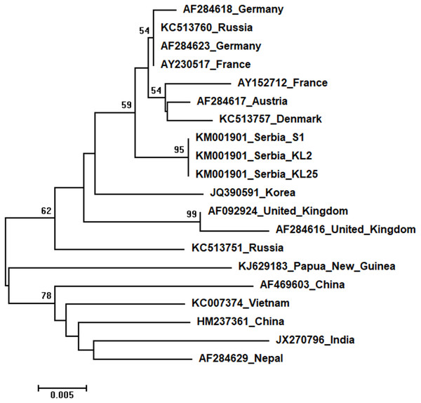 Neighbour-Joining tree of studied SBV sequences.