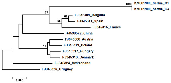 Neighbour-Joining tree of studied CBPV sequences.