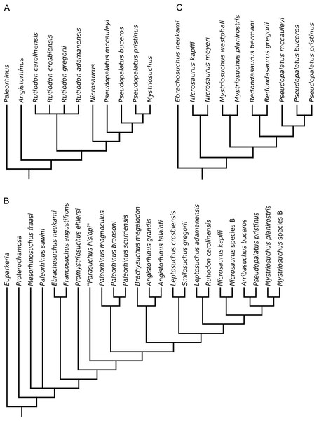 Phylogenetic trees from the analyses of (A) Ballew (1989); (B) Hungerbühler (1998); (C) Hungerbühler (2002).