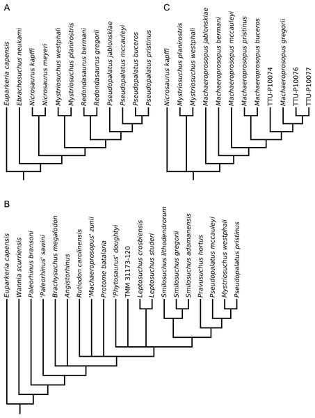 Phylogenetic trees from the analyses of (A) Parker & Irmis (2006); (B) Stocker (2013) (topology identical to Stocker, 2010, 2012); (C) Hungerbühler et al. (2013).