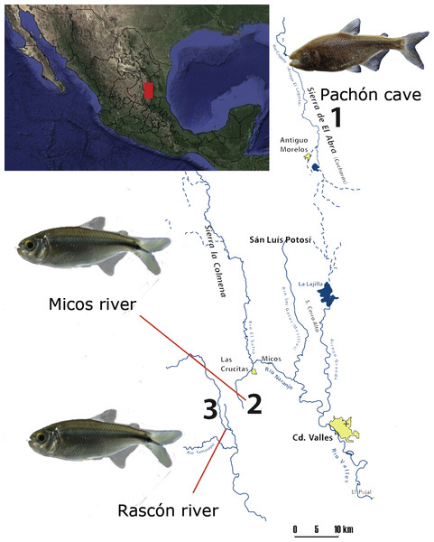 Map of the sampling localities at the Sierra Madre Oriental (Mexico): 1) Pachón cave (El Abra region), 2) Micos river (at Otates locality) and 3) Rascón river (at Rascón locality).