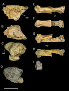 The most complete enantiornithine from North America and a phylogenetic ...