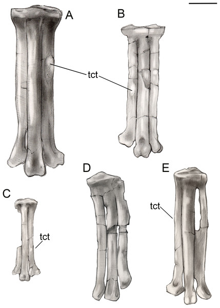 Comparison of avisaurid tarsometatarsi showing variation in size of the element and location of the tibialis cranialis tubercle, among other morphological variations.