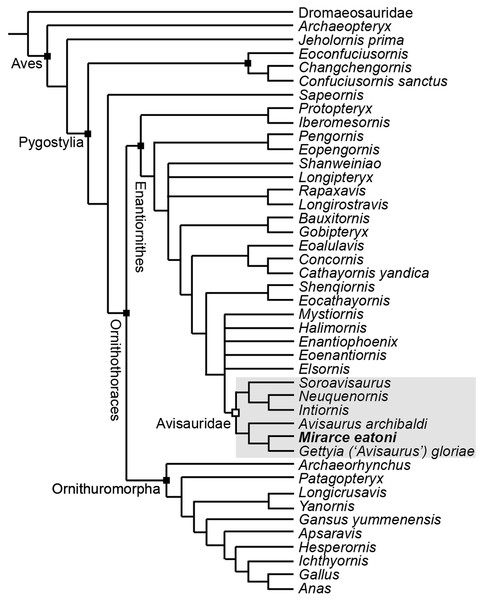 A cladogram depicting the hypothetical phylogenetic position of Mirarce eatoni.