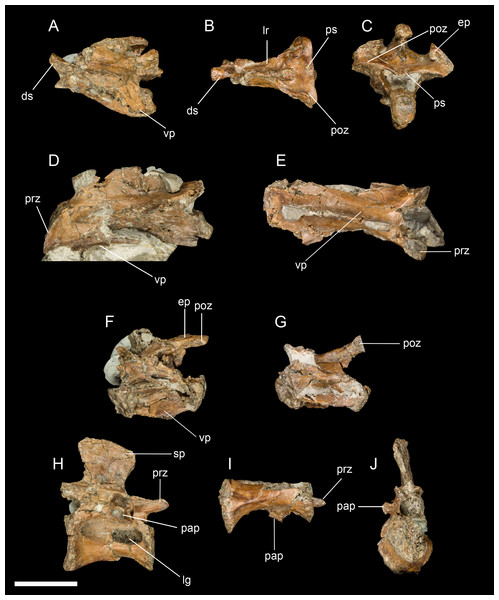A sampling of the best-preserved cervical and thoracic vertebrae, including the axis.