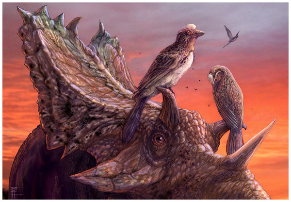 A reconstruction of living Mirarce eatoni, illustrating the large body size of this taxon.