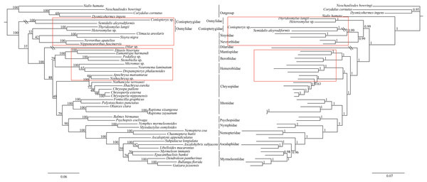 Phylogenetic relationships of Neuroptera in ML and BI analyses.
