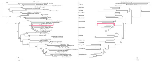 Phylogenetic relationships of Neuroptera in ML and BI analyses after the elimination of three species (Semidalis aleyrodiformis, Coniopteryx sp., Dilar sp.).