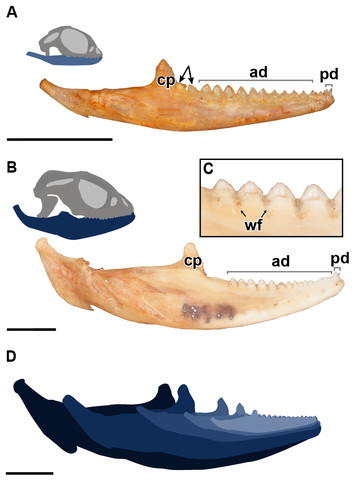 vitticeps pogona histological implantation ontogenetic squamate eruption adaptations changes juvenile