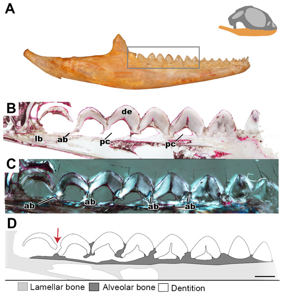 Longitudinal histological sections of the juvenile mandible of P. vitticeps with a focus on the dentition.