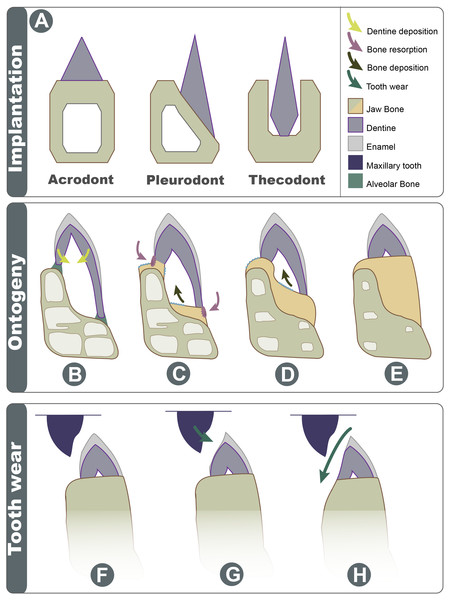Schematic explanation of implantation changes through ontogeny and tooth wear.