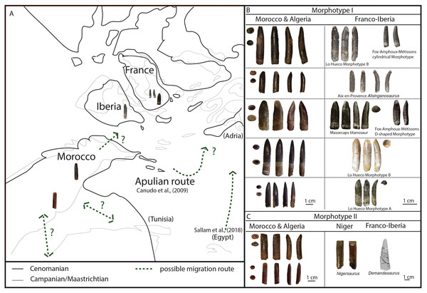 Palaeobiogeographical reconstruction of northwest Africa and southern Europe using sauropod tooth morphotypes.