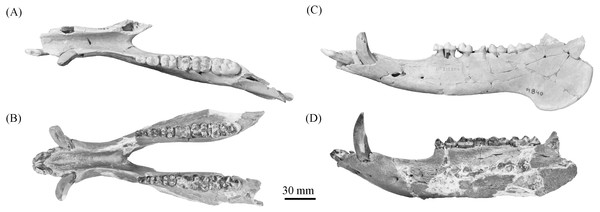 Comparison of partial Prosthennops cf. P. serus and Prosthennops serus mandibles, UF 212306 (A and C) and ETMNH 5615 (B and D), respectively.