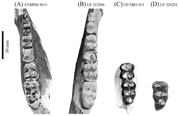 Comparison of lower dentition of Prosthennops serus and Prosthennops cf. P. serus.