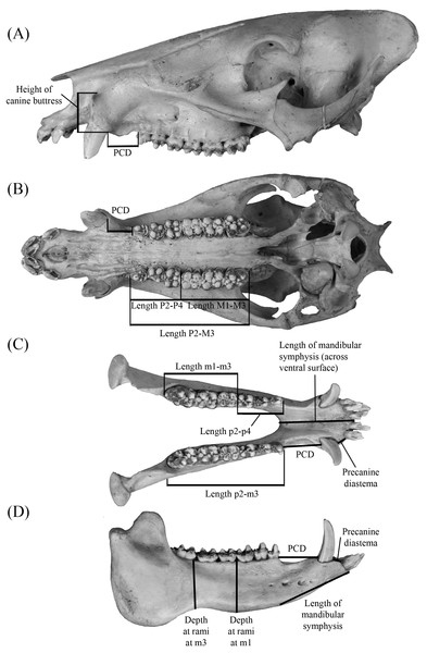 Measurements for tayassuid cranial (A and B) and mandibular (C and D) material (ETVP 17584, an adult Pecari tajacu).