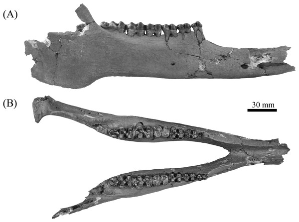 Lateral (A) and buccal (B) view of mandible, ETMNH 8046, of Mylohyus elmorei bearing right p2-m3 and left p3-m3.