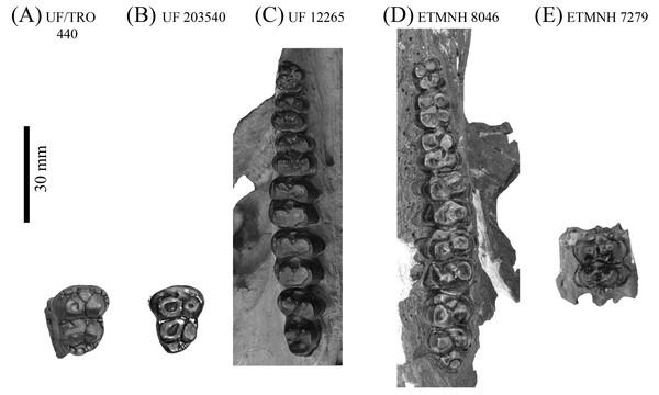 Upper dentitions of Gray Fossil Site and Palmetto Fauna Mylohyus elmorei.