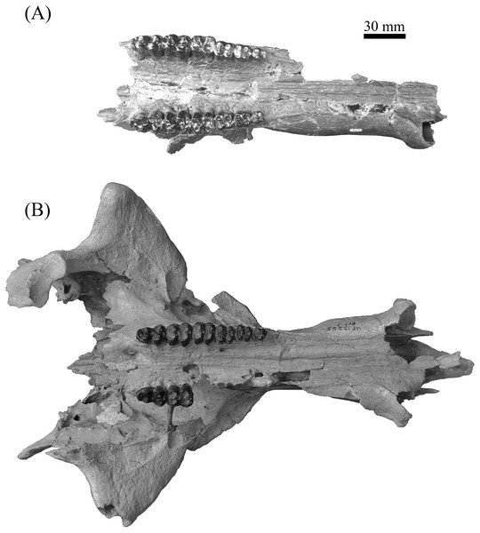 Partial crania, ETMNH 8046 (A) and UF 12265 (B), of Mylohyus elmorei in occlusal view.
