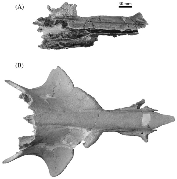 Partial crania, ETMNH 8046 (A) and UF 12265 (B), of Mylohyus elmorei in dorsal view.