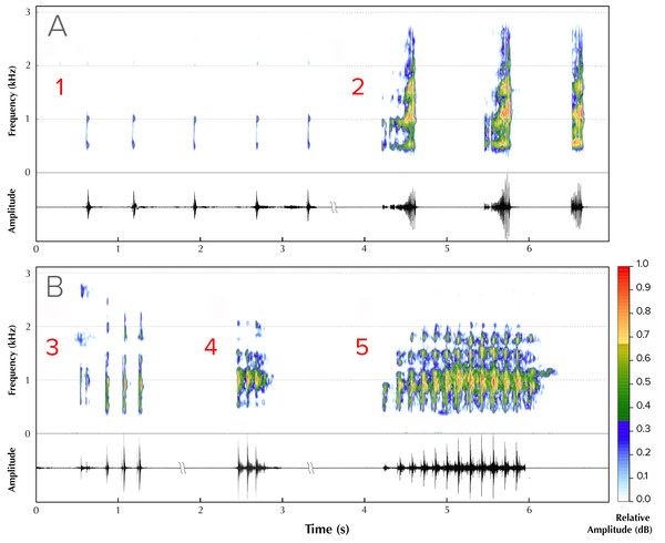 Advertisement vocalizations of Mercurana myristicapalustris.