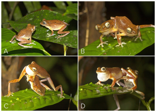 Male-male combat in Mercurana myristicapalustris.