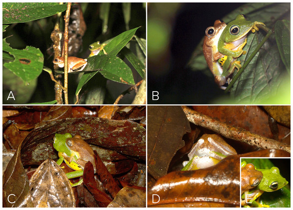 Courtship and amplexus in Mercurana myristicapalustris.