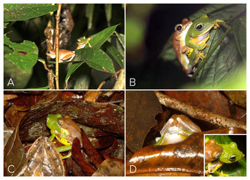 Reproduction and metamorphosis in the Myristica Swamp tree frog ...