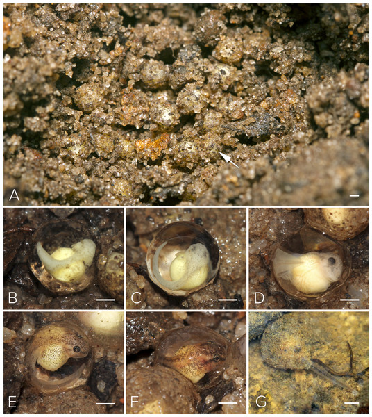 Nest and larval development of Mercurana myristicapalustris.