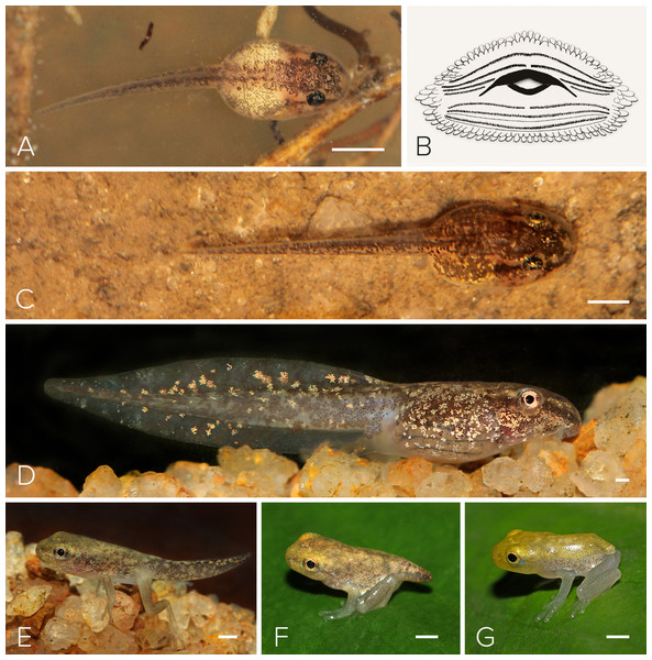 Tadpole of Mercurana myristicapalustris.