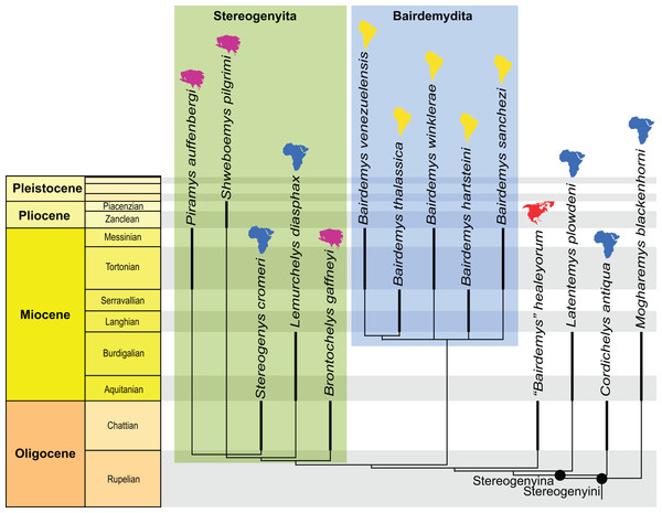 Phylogenetic hypothesis of Stereogenyina.