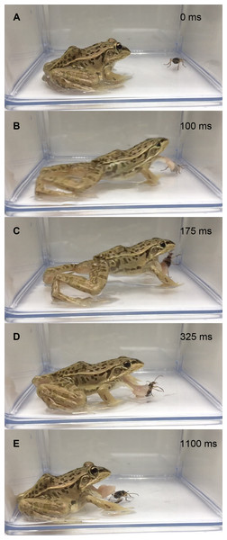 Temporal sequence of the frog Pelophylaxnigromaculatus rejecting a live adult Pheropsophus jessoensis without taking the beetle into its mouth.